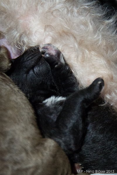 2014-02-05 Welpen Svet & Ruby-1467.jpg - Day 3